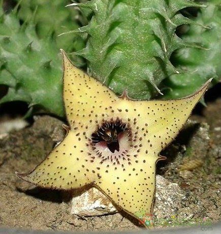 Una foto de Huernia pillansii HIBRIDO