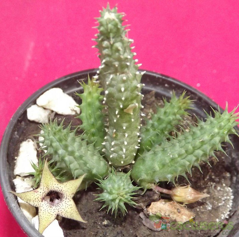 Una foto de Huernia pillansii HIBRIDO
