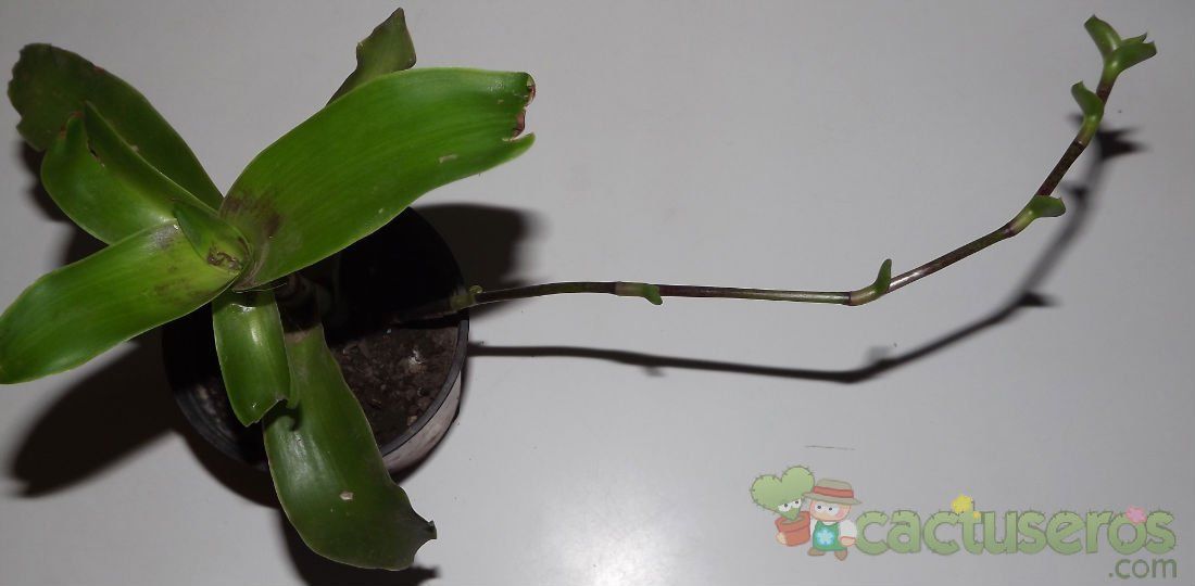 A photo of Callisia fragrans  