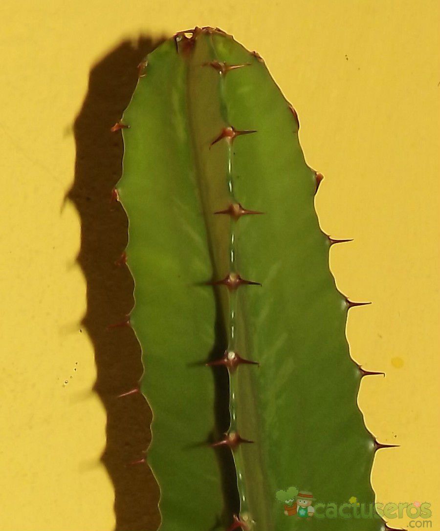 Una foto de Euphorbia deightonii 