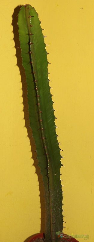 Una foto de Euphorbia deightonii 