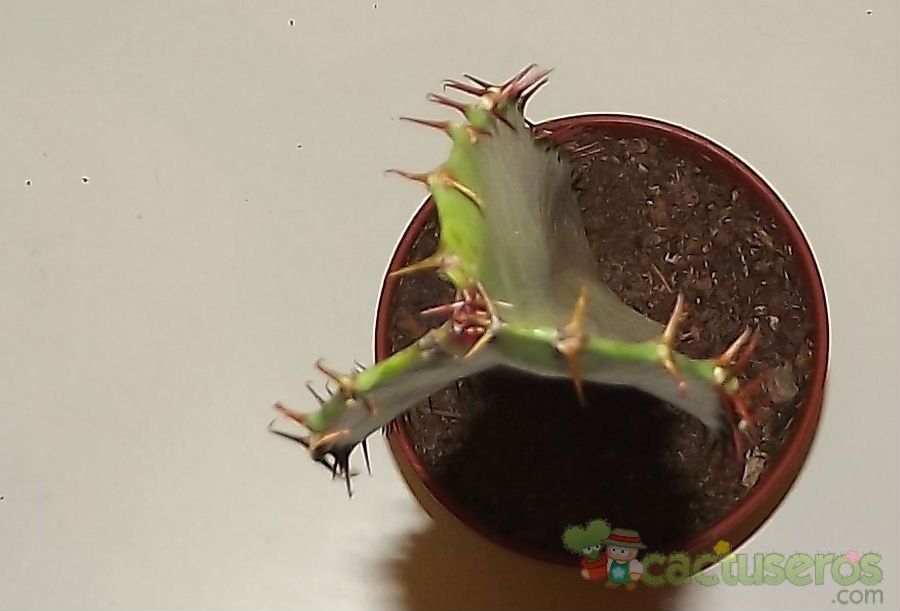 Una foto de Euphorbia deightonii 