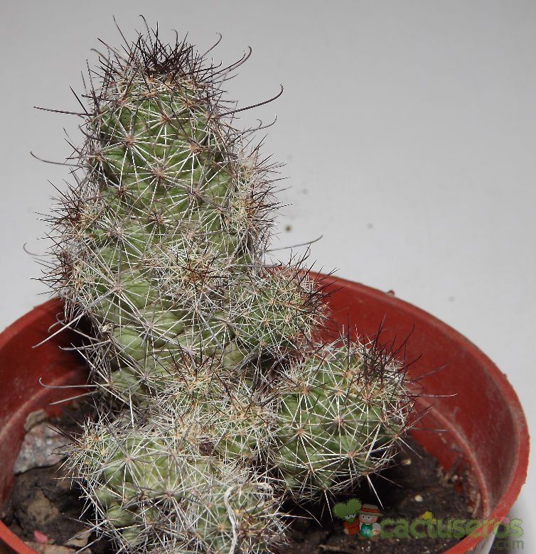 A photo of Mammillaria mazatlanensis ssp. patonii