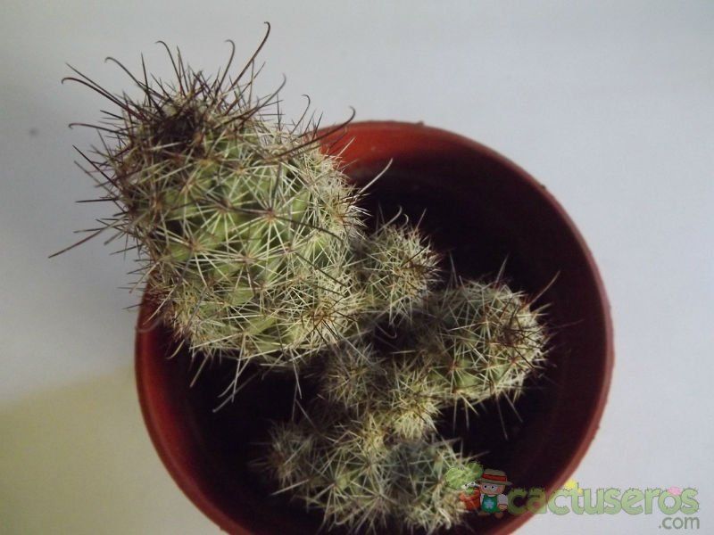 A photo of Mammillaria mazatlanensis ssp. patonii