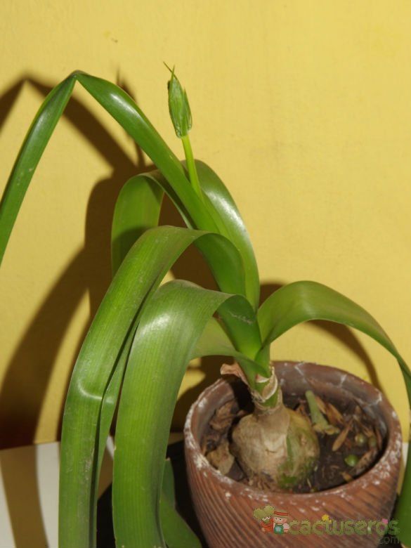 A photo of Albuca bracteata