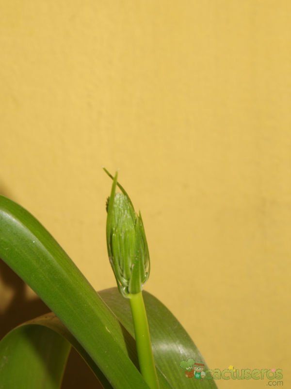 A photo of Albuca bracteata