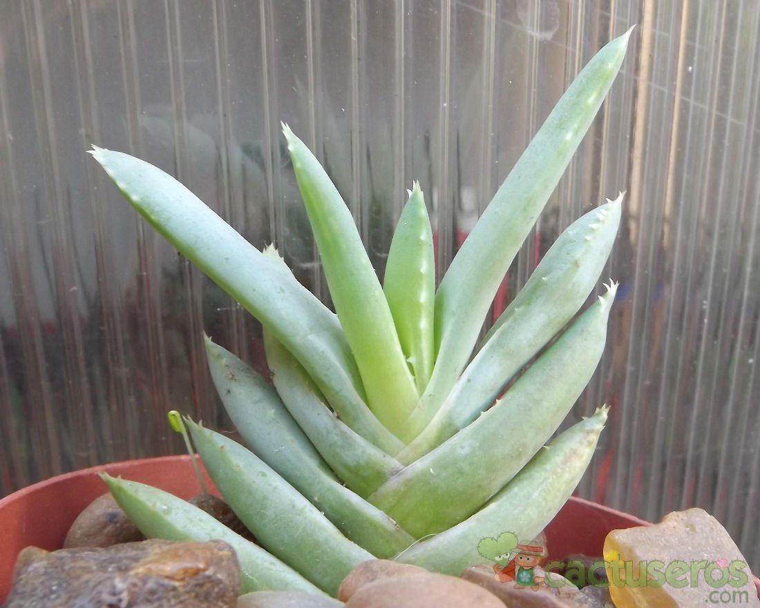 A photo of Aloe ramossisima