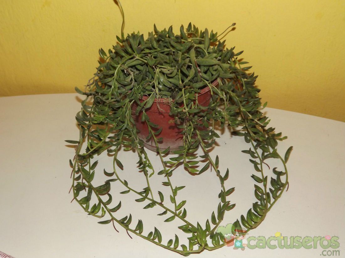 A photo of Senecio radicans