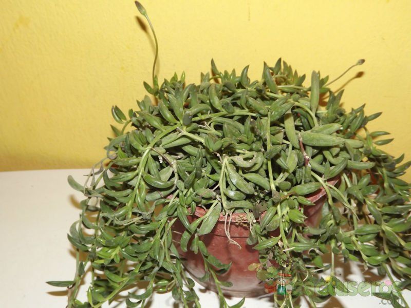 A photo of Senecio radicans
