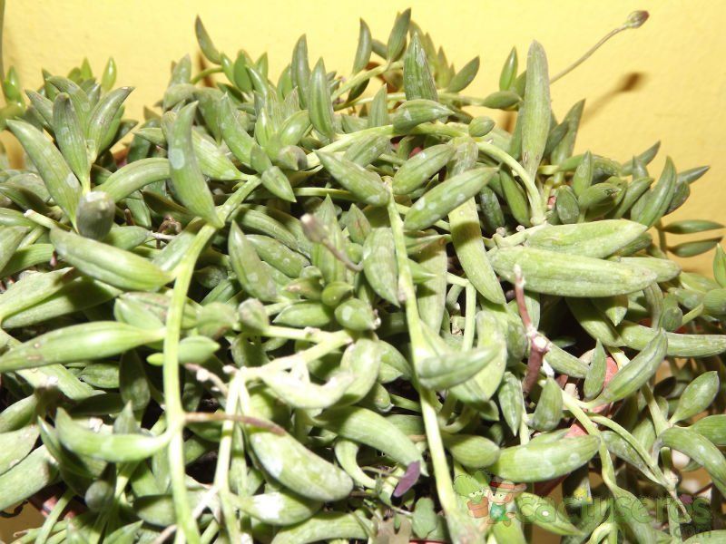 A photo of Senecio radicans
