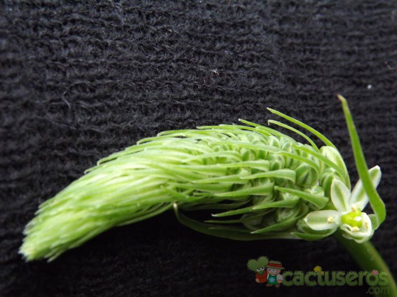 A photo of Albuca bracteata