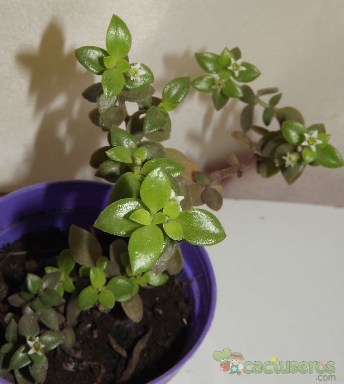 A photo of Crassula volkensii