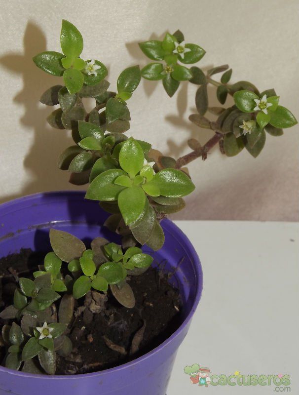 A photo of Crassula volkensii