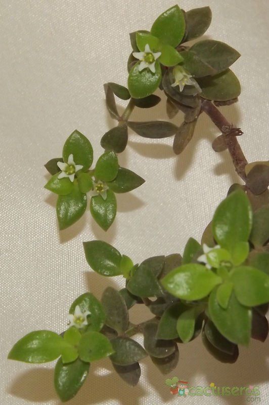 A photo of Crassula volkensii