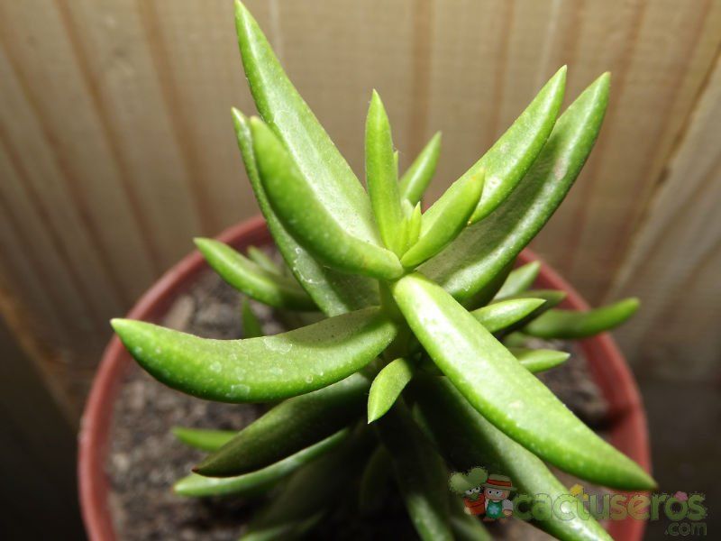 Una foto de Crassula tetragona ssp.robusta