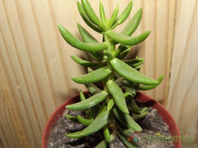 Una foto de Crassula tetragona ssp.robusta