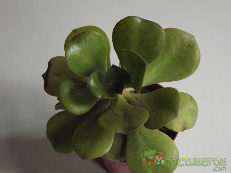Una foto de Aeonium glutinosum  