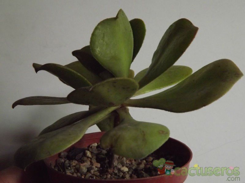 Una foto de Aeonium glutinosum  