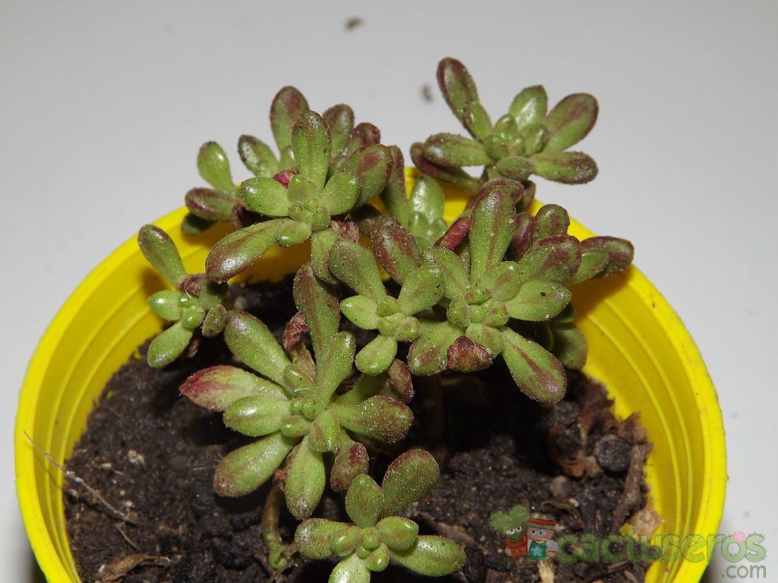 A photo of Aeonium sedifolium