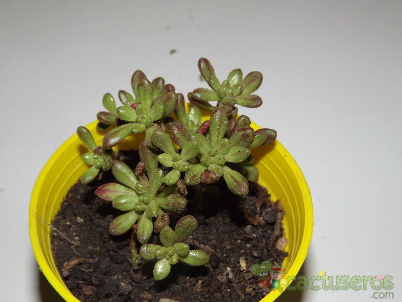 A photo of Aeonium sedifolium