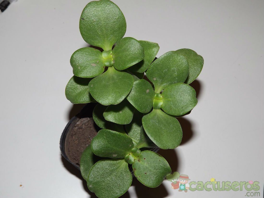 Una foto de Crassula multicava