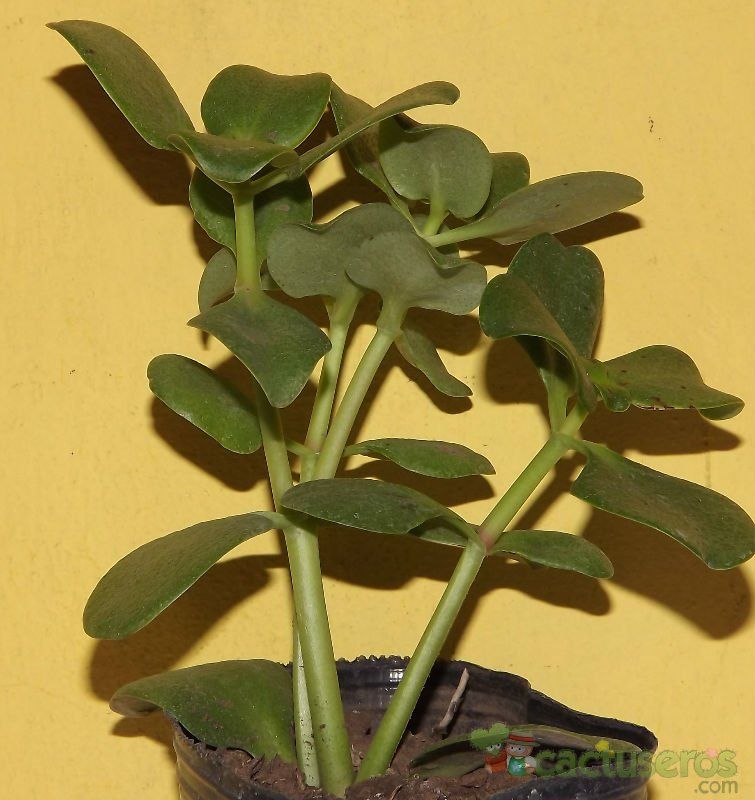 Una foto de Crassula multicava