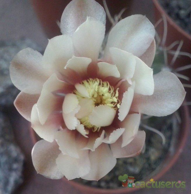 A photo of Gymnocalycium baldianum