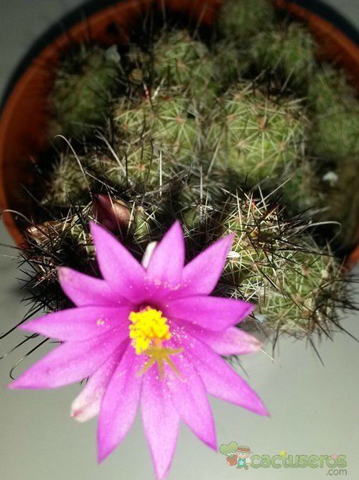 A photo of Mammillaria mazatlanensis ssp. patonii