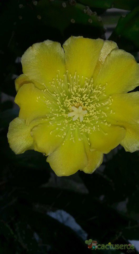 A photo of Brasiliopuntia brasiliensis