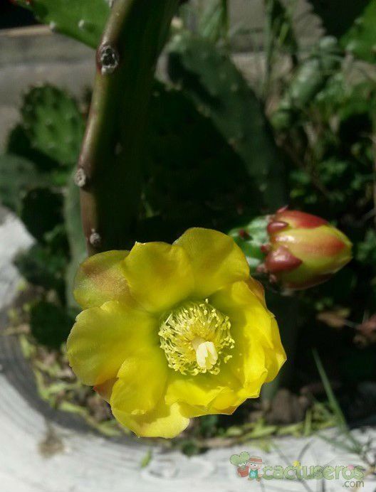 A photo of Brasiliopuntia brasiliensis
