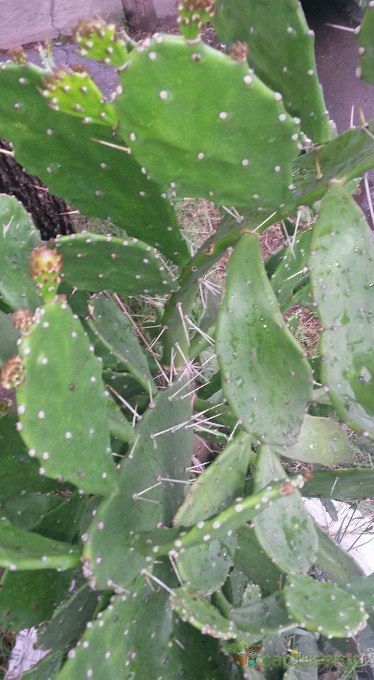 A photo of Brasiliopuntia brasiliensis