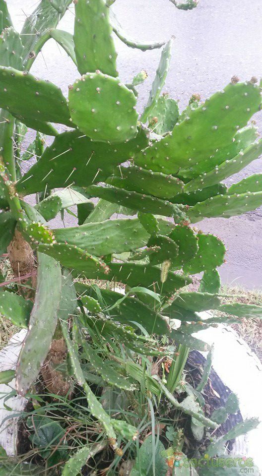 A photo of Brasiliopuntia brasiliensis