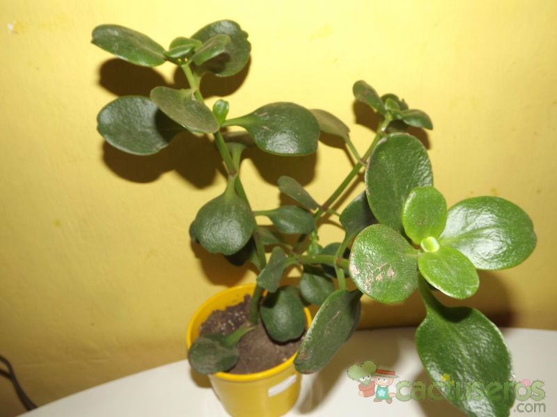 Una foto de Crassula multicava