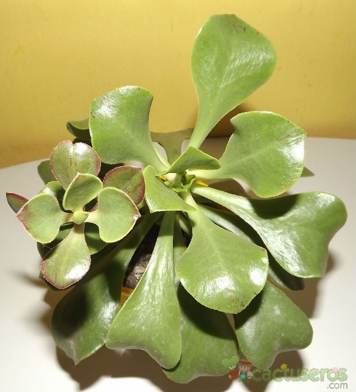Una foto de Aeonium glutinosum  