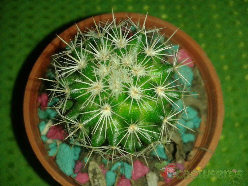 Una foto de Echinocactus grusonii