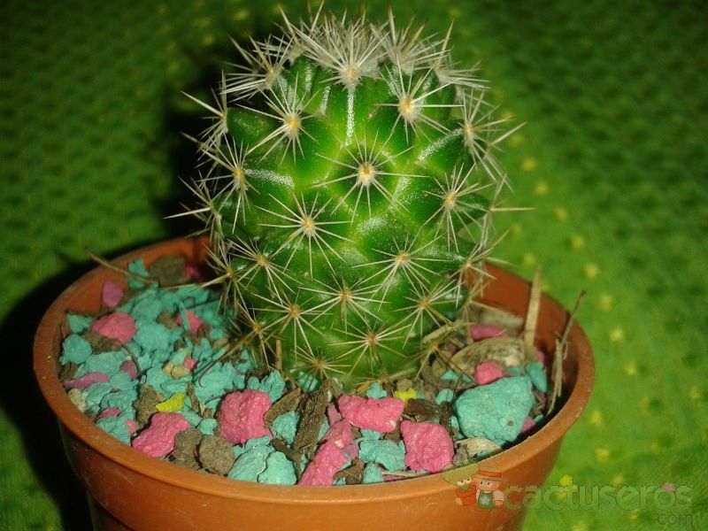 Una foto de Echinocactus grusonii