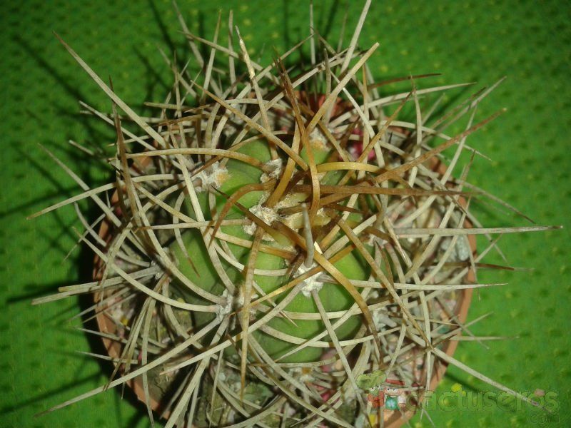 Una foto de Echinopsis atacamensis