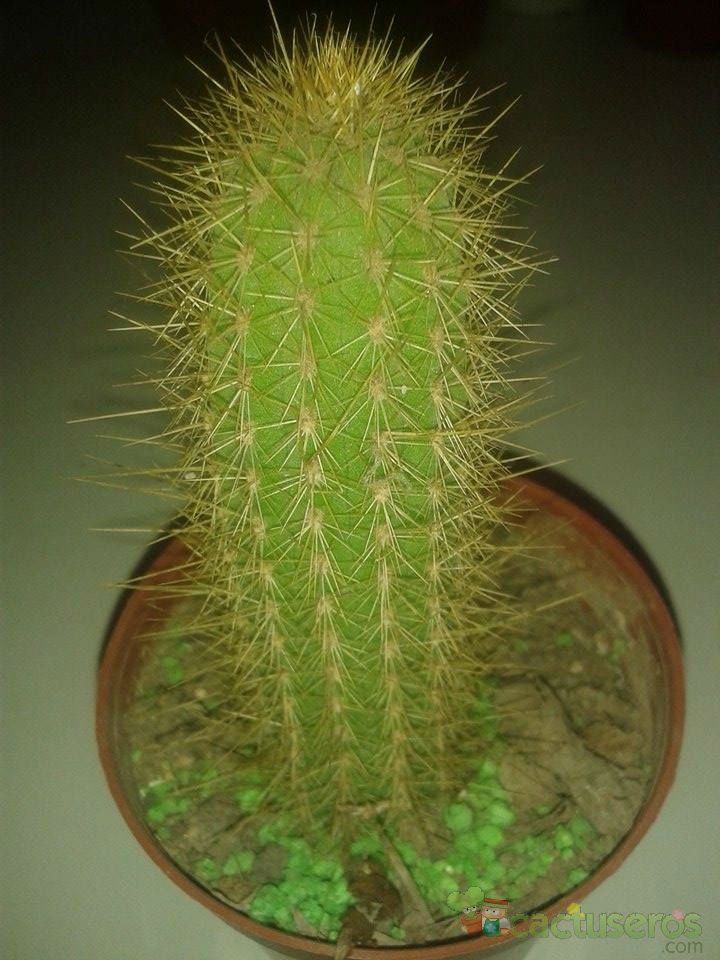 A photo of Cleistocactus icosagonus