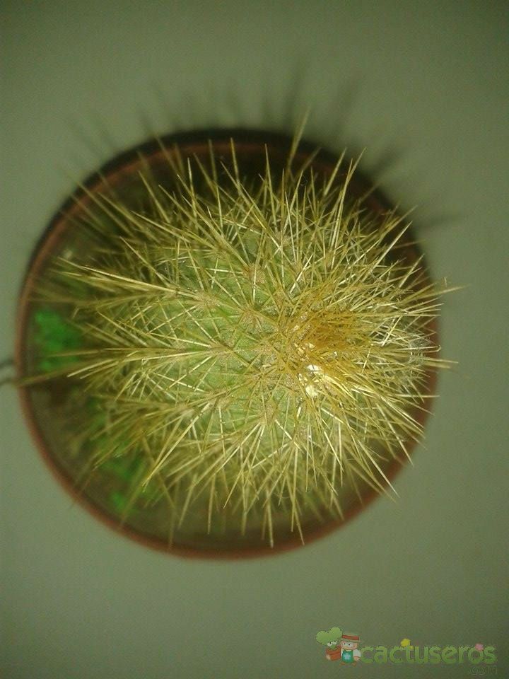 Una foto de Cleistocactus icosagonus