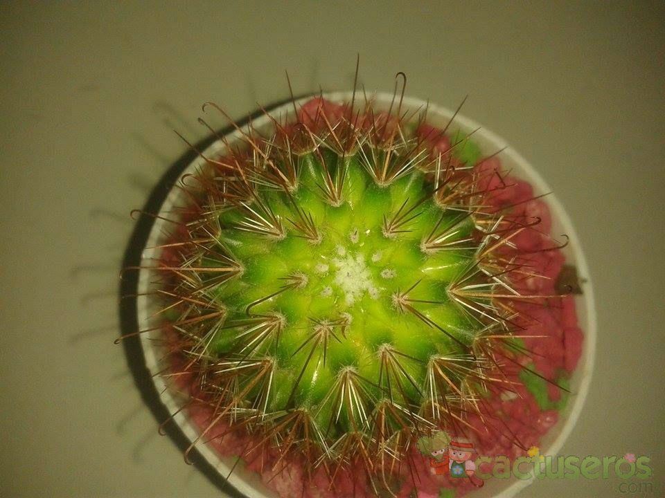 A photo of Mammillaria magnifica