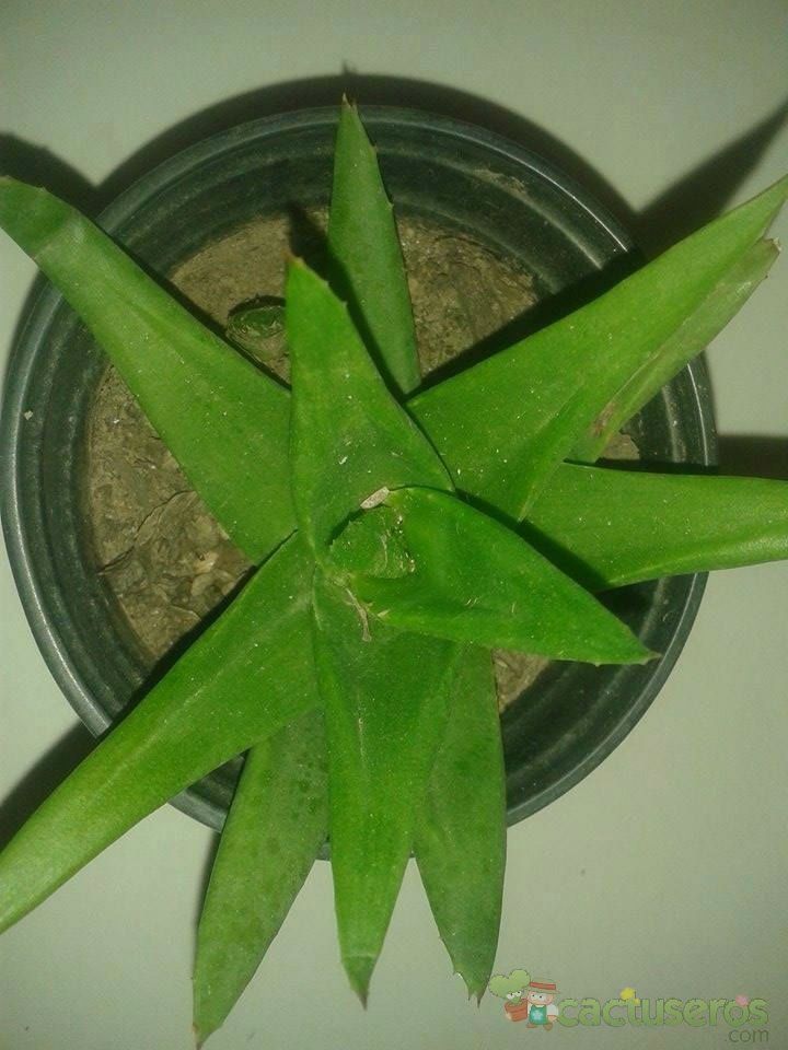A photo of Alworthia cv. Black Gem (Haworthia cymbiformis x Aloe speciosa)