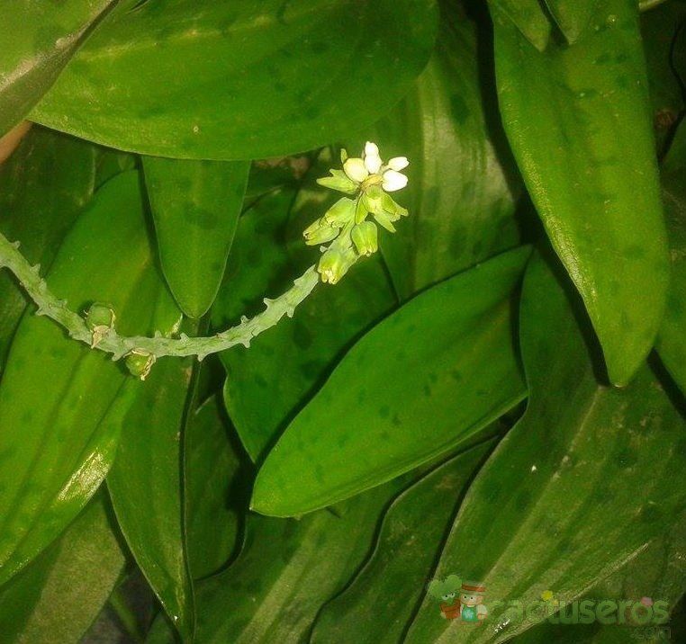 Una foto de Drimiopsis maculata  