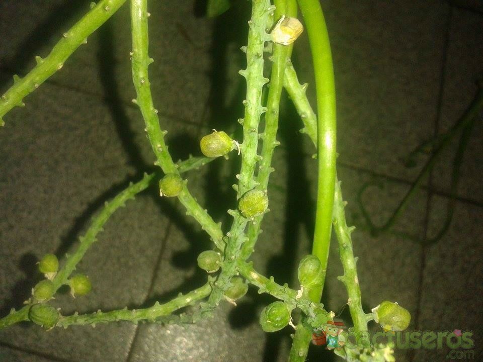 Una foto de Drimiopsis maculata  