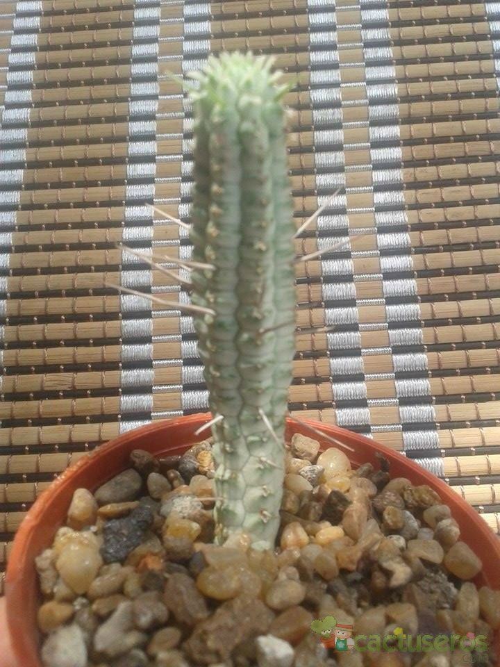 Una foto de Euphorbia mammillaris fma. variegada