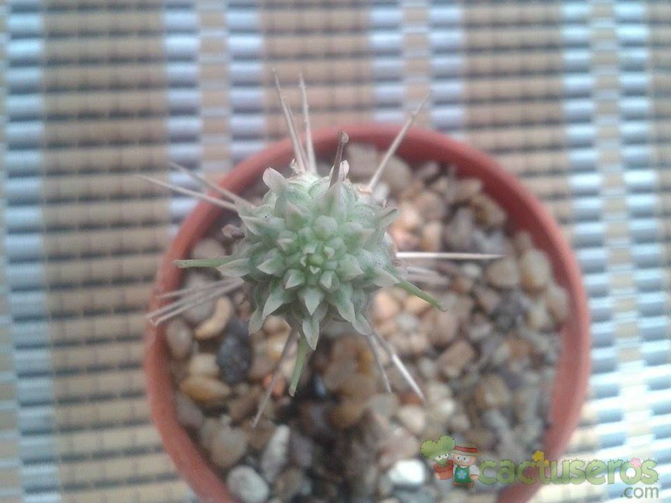 Una foto de Euphorbia mammillaris fma. variegada