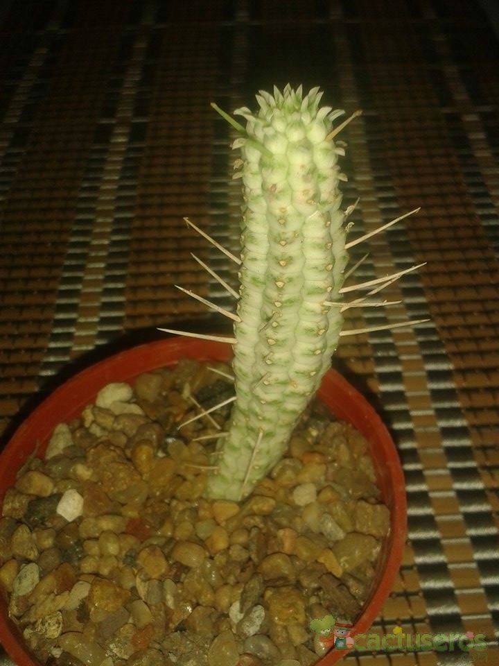 Una foto de Euphorbia mammillaris fma. variegada