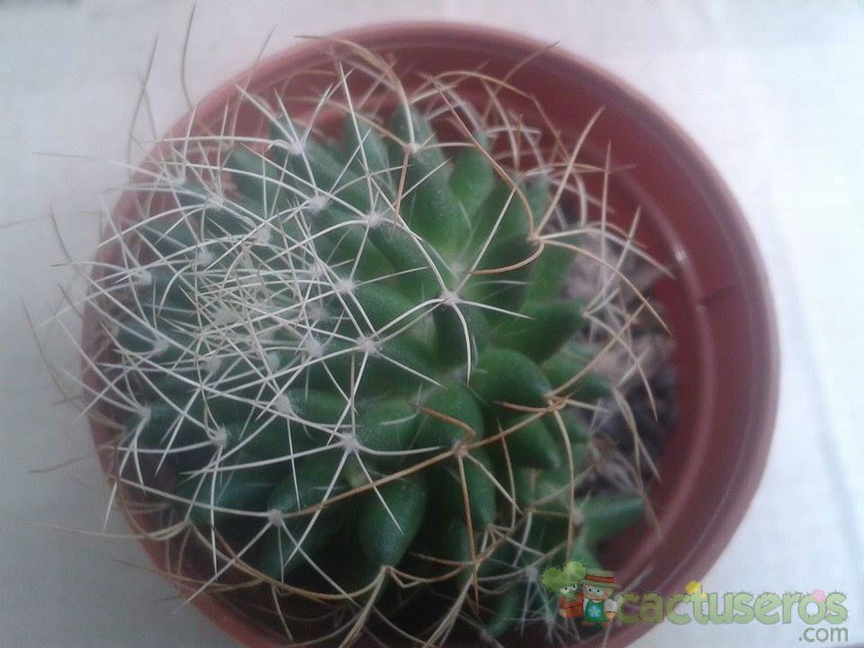 Una foto de Mammillaria decipiens ssp. camptotricha