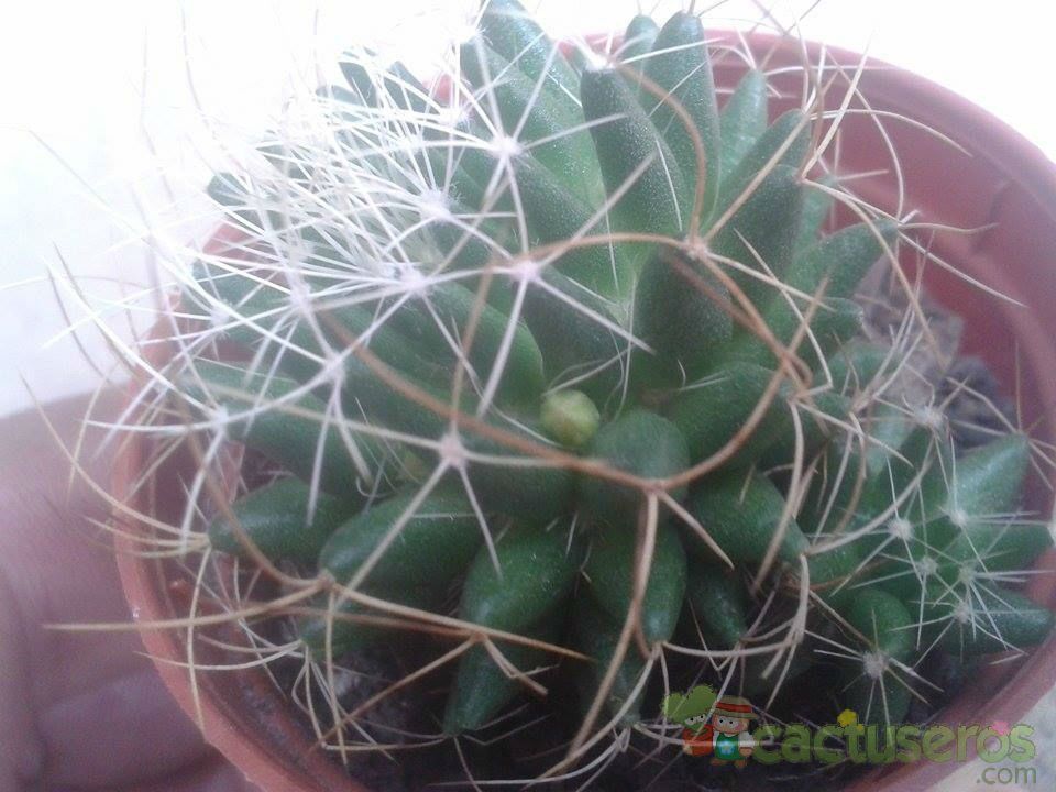 Una foto de Mammillaria decipiens ssp. camptotricha