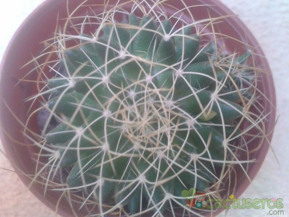 Una foto de Mammillaria decipiens ssp. camptotricha