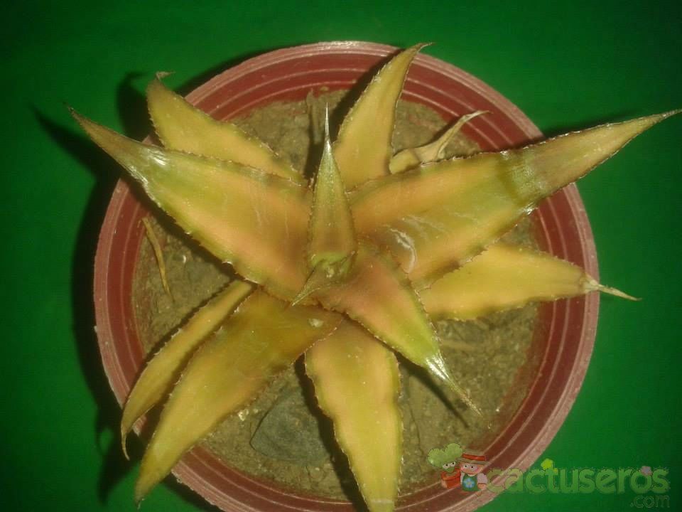 Una foto de Cryptanthus bivittatus